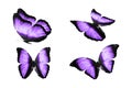 a set of colored butterflies is isolated on a white background. tropical moths. flying insects