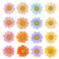 Set of colored daisies on a white background isolated