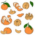 Set of colored flat whole, half, sliced, peeled tangerines on branch with leaves. Hand drawn vector sketch illustrations in simple