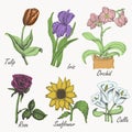 Set of colored flowers - tulip, iris, orchid, rose, sunflower and calla. Hand drawing. Vector illustrations Royalty Free Stock Photo