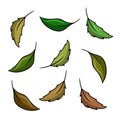 A set of colored icons, green tea leaves for brewing tea, cocktail ingredients, vector cartoon