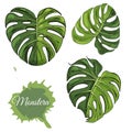Set with  colored  monstera leaves and abstract spot. Hand drawn ink sketch isolated on white background Royalty Free Stock Photo