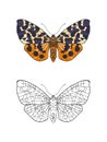 Set of colored and outline butterfly.