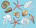 Set of colored seashells, jellyfishes and starfishes. Hand drawn vector illustration of shells, sea stars, underwater inhabitants Royalty Free Stock Photo