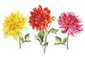 Set of coloreds dahlias flowers, watercolor botanical illustration, hand drawing Royalty Free Stock Photo