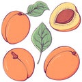Set of colorful apricots Royalty Free Stock Photo
