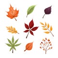 Set of colorful autumn leaves and berries. Isolated on white background. Simple design. Vector illustration in flat Royalty Free Stock Photo