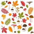 Set of colorful autumn leaves and edible wild mushrooms