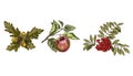 Set of colorful autumn leaves and fruits isolated on white background. Apple, rowan, oak. Detailed hand drawn vector illustration. Royalty Free Stock Photo