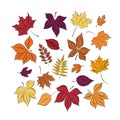 Set of colorful autumn leaves. Isolated over white background. Simple cartoon flat style. vector illustration. Hand drawing Royalty Free Stock Photo