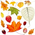 Set of colorful autumn leaves isolated on white Royalty Free Stock Photo