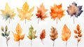 set of colorful autumn leaves isolated on white background Royalty Free Stock Photo