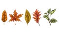 Set of colorful autumn leaves isolated on white background. Detailed hand drawn vector illustration. Royalty Free Stock Photo