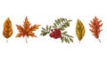 Set of colorful autumn leaves isolated on white background. Detailed hand drawn vector illustration. Royalty Free Stock Photo