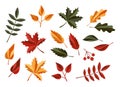 Set of colorful autumn leaves isolated on a white background. Forest nature leafage, flat style Royalty Free Stock Photo