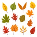 Set of colorful autumn leaves isolated on white background. Royalty Free Stock Photo