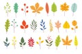 Set of colorful autumn leaves. Yellow autumnal garden leaf in simple cartoon flat style. Botanical forest plants