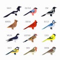 Set of Colorful bird icons. Cardinal, magpie, sparrow