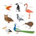 Set of Colorful bird icons. Owl, hummingbird and pigeon