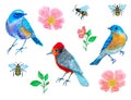 Set of colorful birds, bees and roses on white background Royalty Free Stock Photo