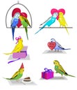 Set of colorful budgie birds. Festive birds, Birthday, Valentine`s Day and Christmas.