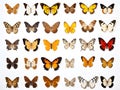 Set of colorful butterflies on white background. Generative AI