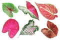 Set of Colorful Caladium Leaves Isolated on White Background with Clipping Path Royalty Free Stock Photo