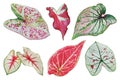 Set of Colorful Caladium Leaves Isolated on White Background with Clipping Path Royalty Free Stock Photo