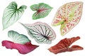 Set of Colorful Caladium Leaves Isolated on White Background with Clipping Path Royalty Free Stock Photo