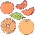 Set of colorful citrus