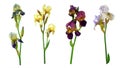 Set of colorful colour iris flowers Isolated on white background without shadow. Close-up. Royalty Free Stock Photo