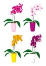 Set of colorful different orchids in pots.