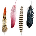 Set with vibrant feathers Royalty Free Stock Photo