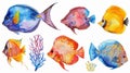 set of colorful fish in watercolor style so white background Royalty Free Stock Photo