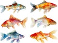 set of colorful fish in watercolor style so white background Royalty Free Stock Photo