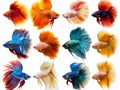 set of colorful fish in watercolor style so white background Royalty Free Stock Photo