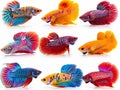 set of colorful fish in watercolor style so white background Royalty Free Stock Photo