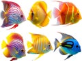 set of colorful fish in watercolor style so white background Royalty Free Stock Photo