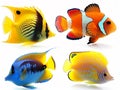 set of colorful fish in watercolor style so white background Royalty Free Stock Photo