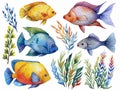 set of colorful fish in watercolor style so white background Royalty Free Stock Photo