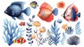 set of colorful fish in watercolor style so white background Royalty Free Stock Photo