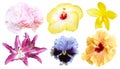 Set of colorful flower isolated, full bloom flora spring season Royalty Free Stock Photo