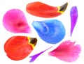 Set of colorful flower petals isolated on white background Royalty Free Stock Photo