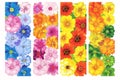 Set of colorful flower wall panels isolated illustration Royalty Free Stock Photo