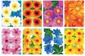 Set of colorful flower wall panels isolated illustration Royalty Free Stock Photo