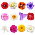 Set of Colorful Flowers Isolated on White Background Royalty Free Stock Photo