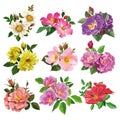 Set of colorful flowers of wild rose Royalty Free Stock Photo