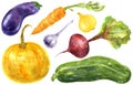 Set of colorful garden vegetables. Hand drawn watercolor illustration Royalty Free Stock Photo