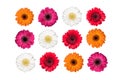 Set of colorful gerbera flowers isolated on white. Royalty Free Stock Photo