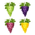 Set of colorful grapes icons with leaves on a white background